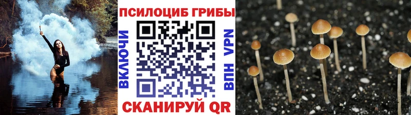 Псилоцибиновые грибы Psilocybe  Томмот 